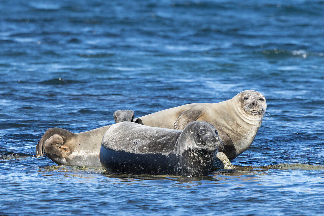  Harbor seal, Phoca vitulina, adult seal resting on a rock, Svalbard, Norway 