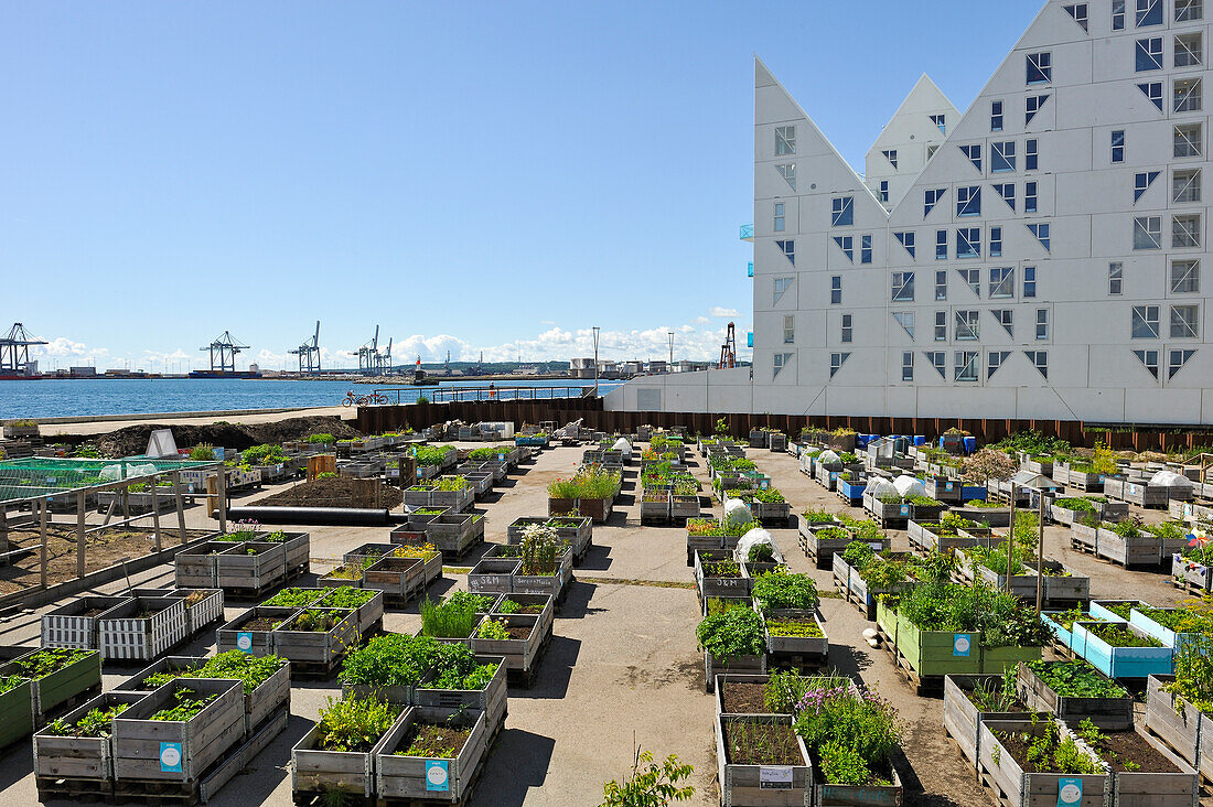 O-Haven-Stadtgarten vor dem Apartmentgebäude 'The Iceberg' am Hafen, im neuen Stadtteil Aarhus, Halbinsel Jütland, Dänemark, Nordeuropa