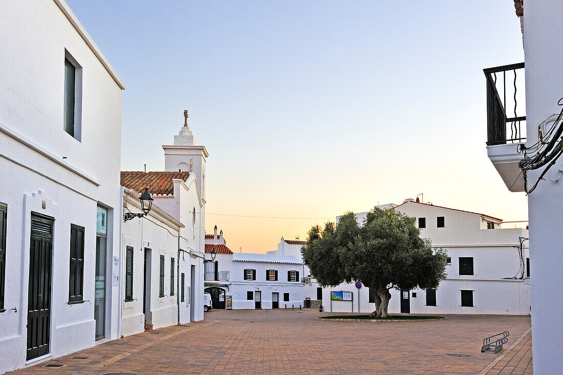 Alter Olivenbaum auf dem Pedro M.Cardona Platz am Abend, Dorf Fornells, Insel Menorca, Balearen, Spanien, Europa