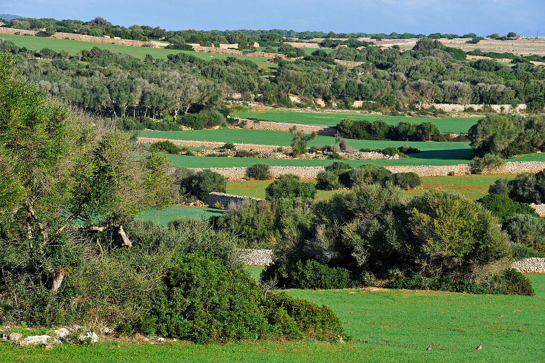 dry stone low walls in the center of the island, Menorca, Balearic Islands, Spain, Europe