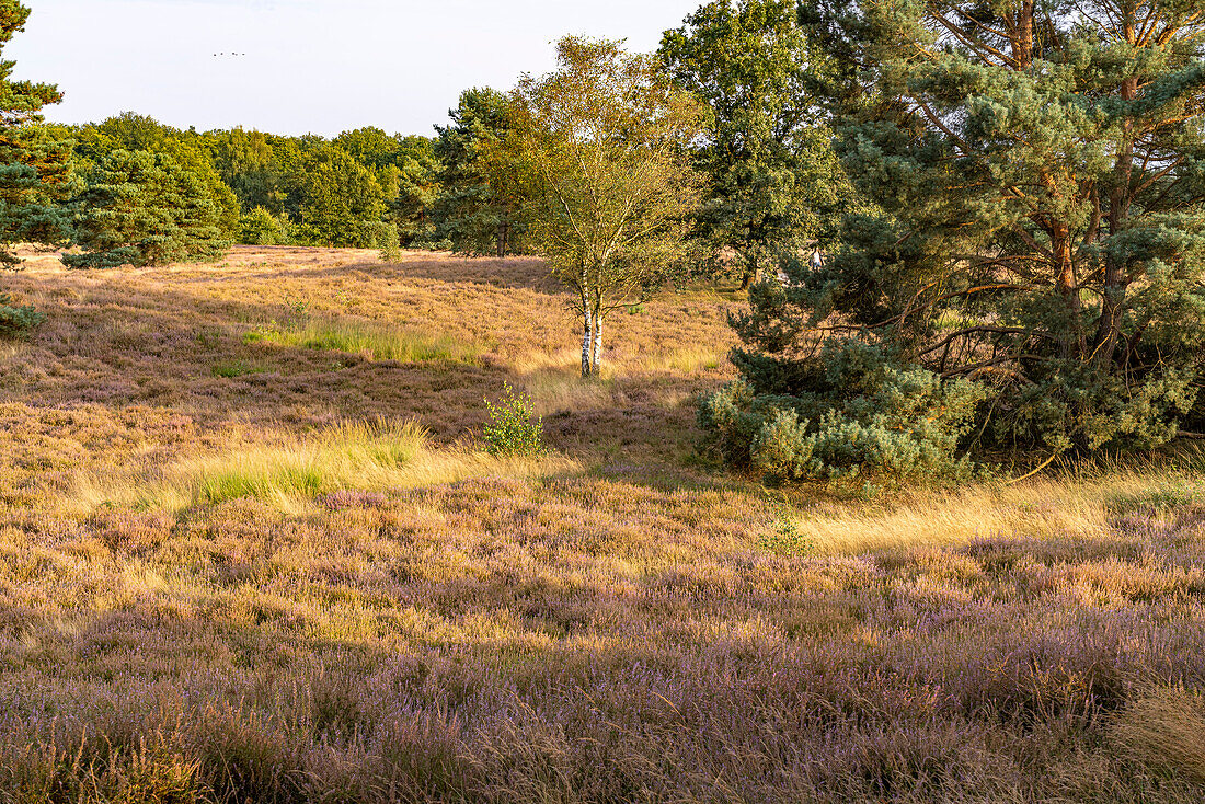  Westruper Heide nature reserve in Haltern am See, North Rhine-Westphalia, Germany, Europe 