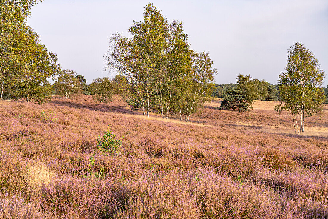  Westruper Heide nature reserve in Haltern am See, North Rhine-Westphalia, Germany, Europe 