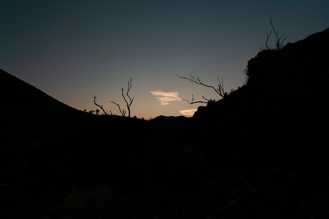 Silhouette of mountain shape and tree branches against a golden sunset with delicate clouds