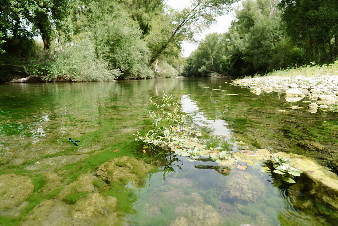 Scenic view of a sunlit river with visible rocks and submerged vegetation.