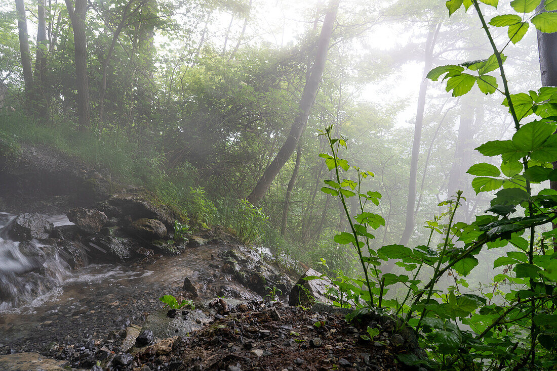 Glimpse of a waterfall at the source in a blurred view.