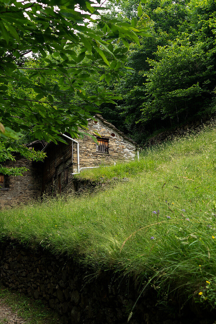 Rural scene featuring a wooden house nestled in the forest.