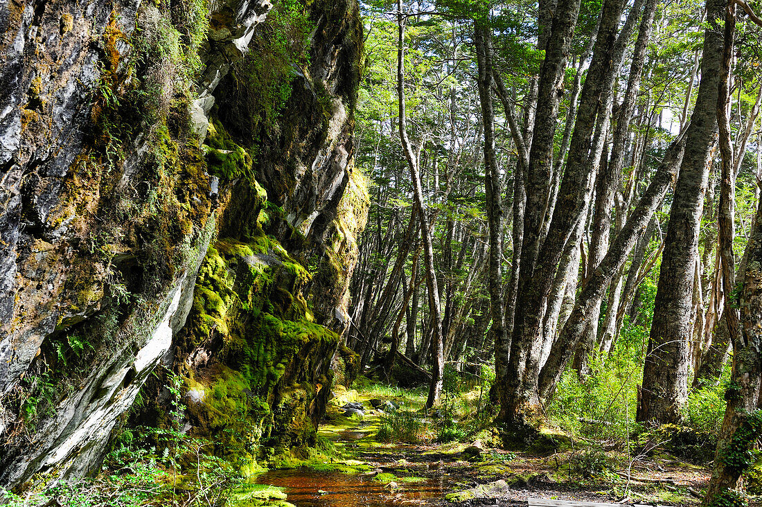 Ainsworth Bay,Alberto de Agostini National Park,Tierra del Fuego, Patagonia,Chile,South America