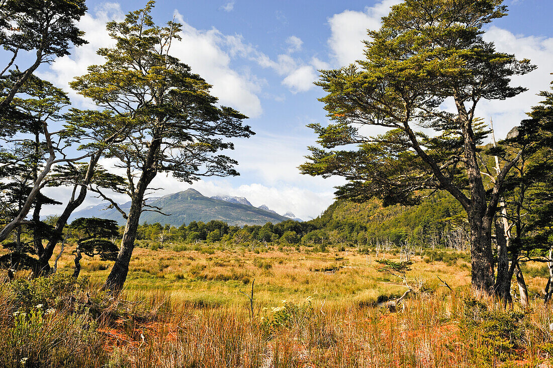 Ainsworth Bay,Alberto de Agostini National Park,Tierra del Fuego, Patagonia,Chile,South America