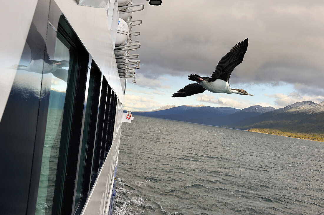 Kaiserscharben fliegen neben dem Kreuzfahrtschiff Stella Australis der Firma Cruceros Australis, Feuerland, Chile, Südamerika