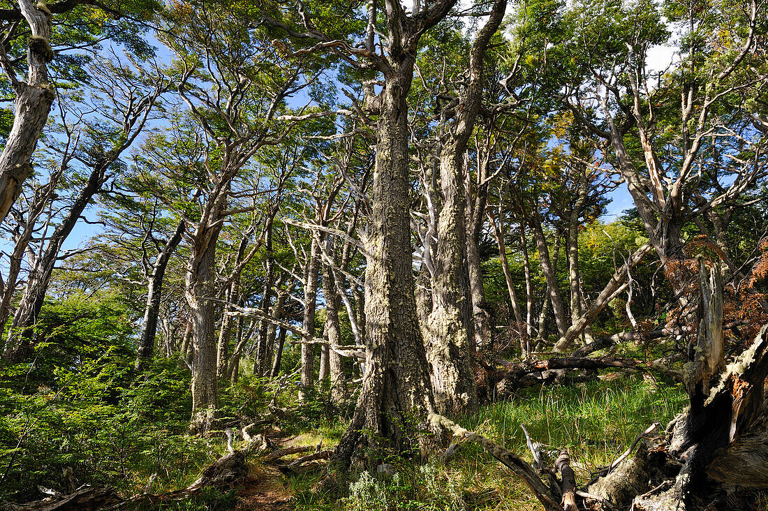 Lenga-Buchenwald (Nothofagus pumilio), in der Wulaia Bay, Nationalpark Los Glaciares, Insel Navarino, Feuerland, Patagonien, Chile, Südamerika