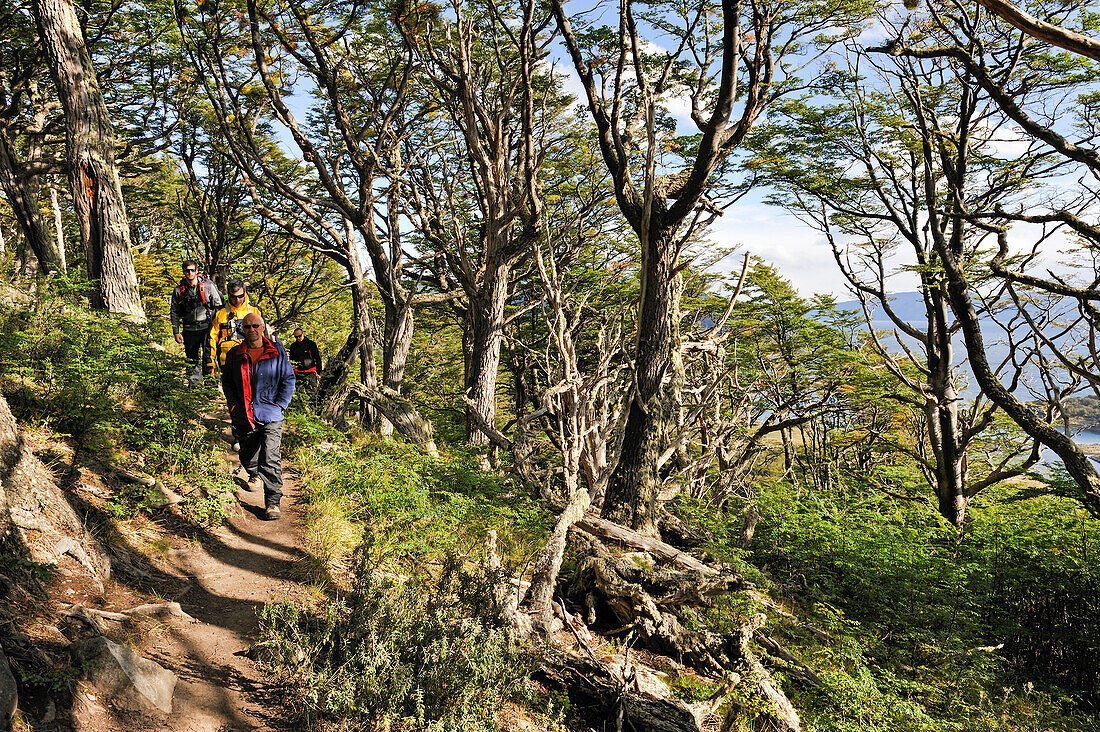 Lenga Beech forest (Nothofagus pumilio),Wulaia Bay,Navarino island,Tierra del Fuego, Patagonia,Chile,South America