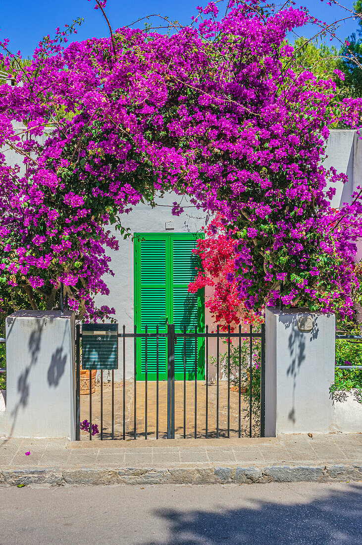  Impressions of Porto Pedro, house with overgrown flowers, on Mallorca, Spain 