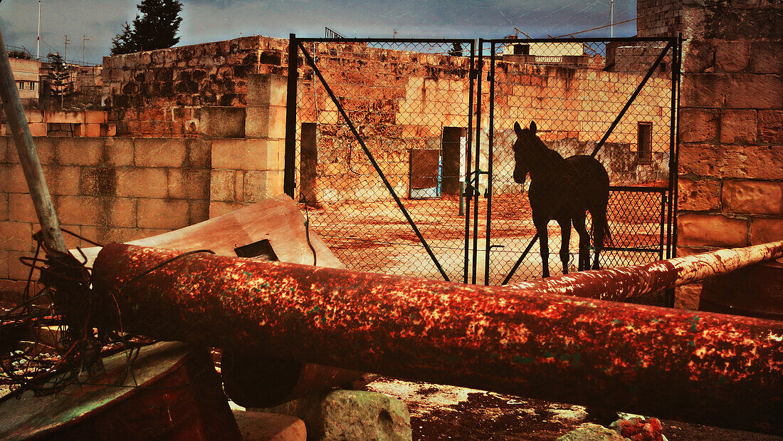 Pferd in trostloser Umgebung, farbverändert, Insel Gozo, Malta