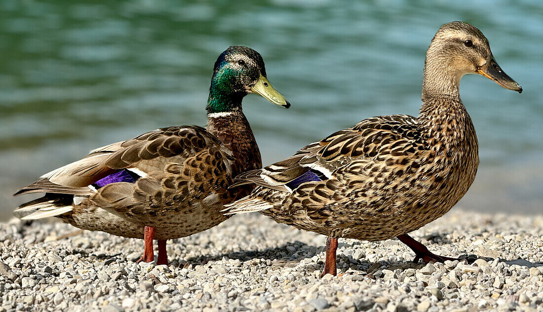 Ein Pärchen Stockenten am Walchensee, Landkreis Bad Tölz, Oberbayern, Bayern, Deutschland