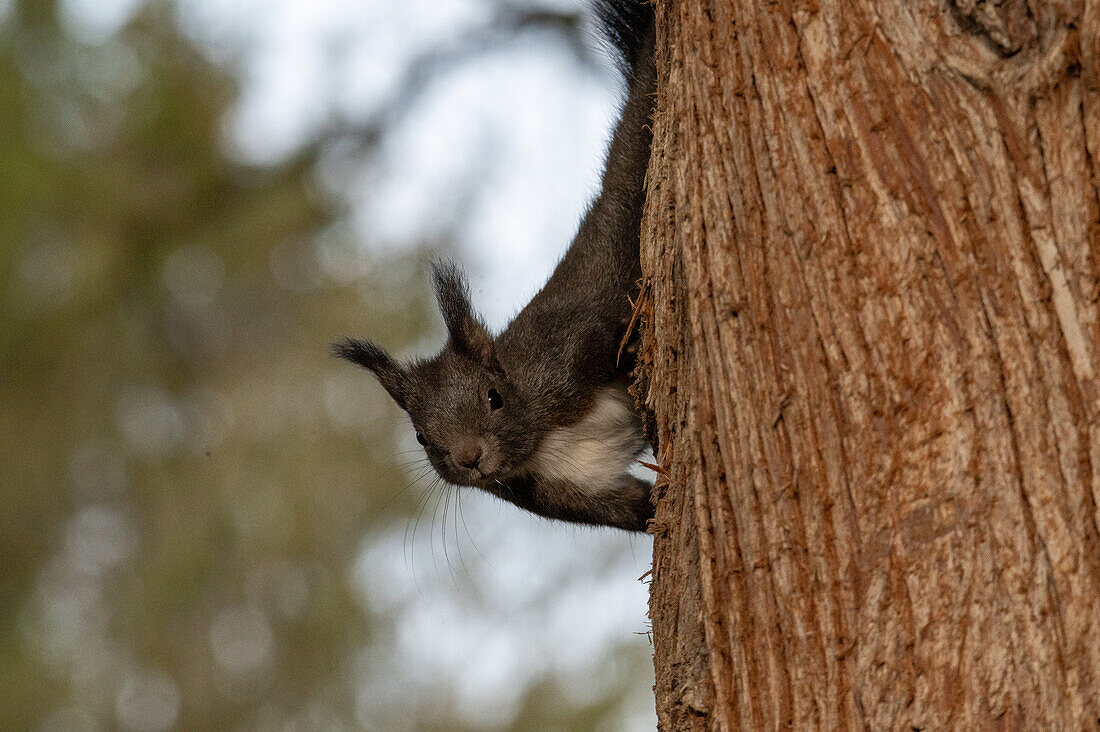 Europäisches Eichhörnchen (Sciurus vulgaris) im Winter am Kommunalfriedhof in Salzburg, Land Salzburg, Österreich