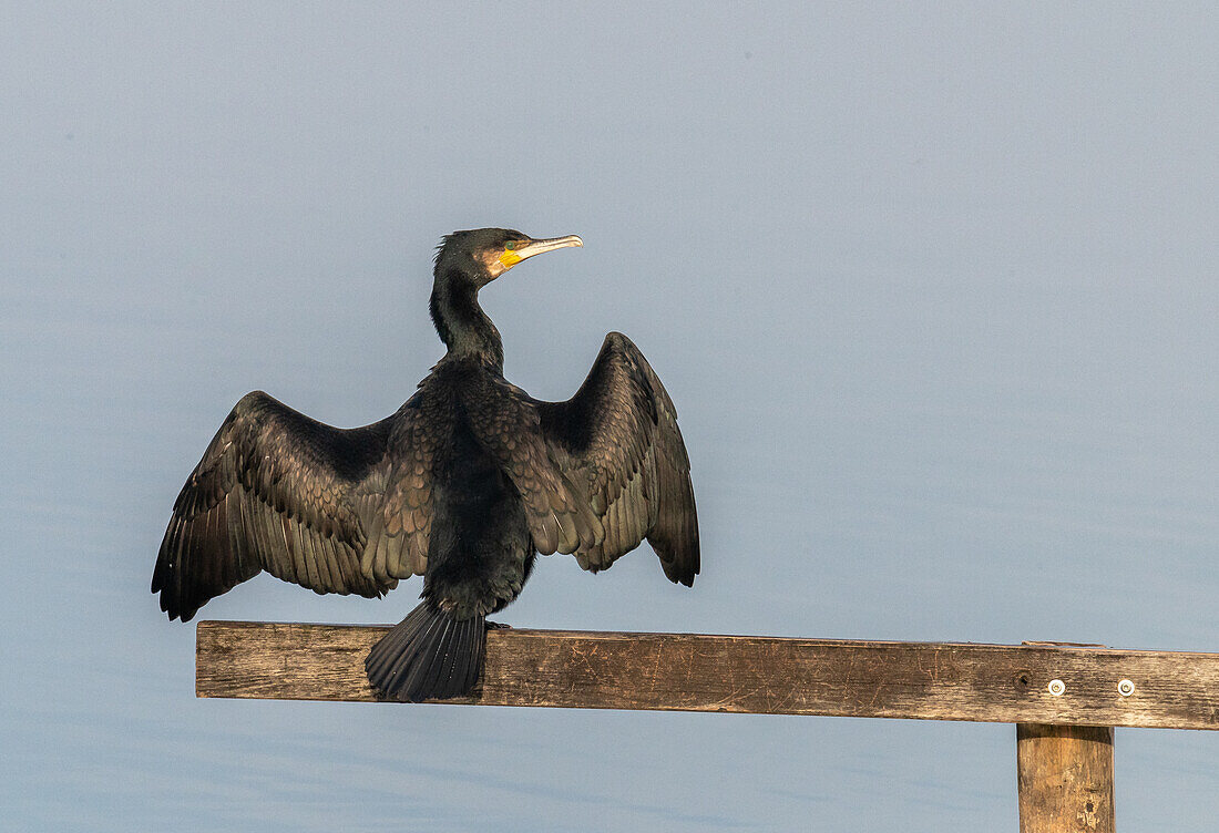 Kormoran (Phalacrocorax carbo) beim Flügeltrocknen am Wallersee bei Henndorf am Morgen, Salzburg, Österreich