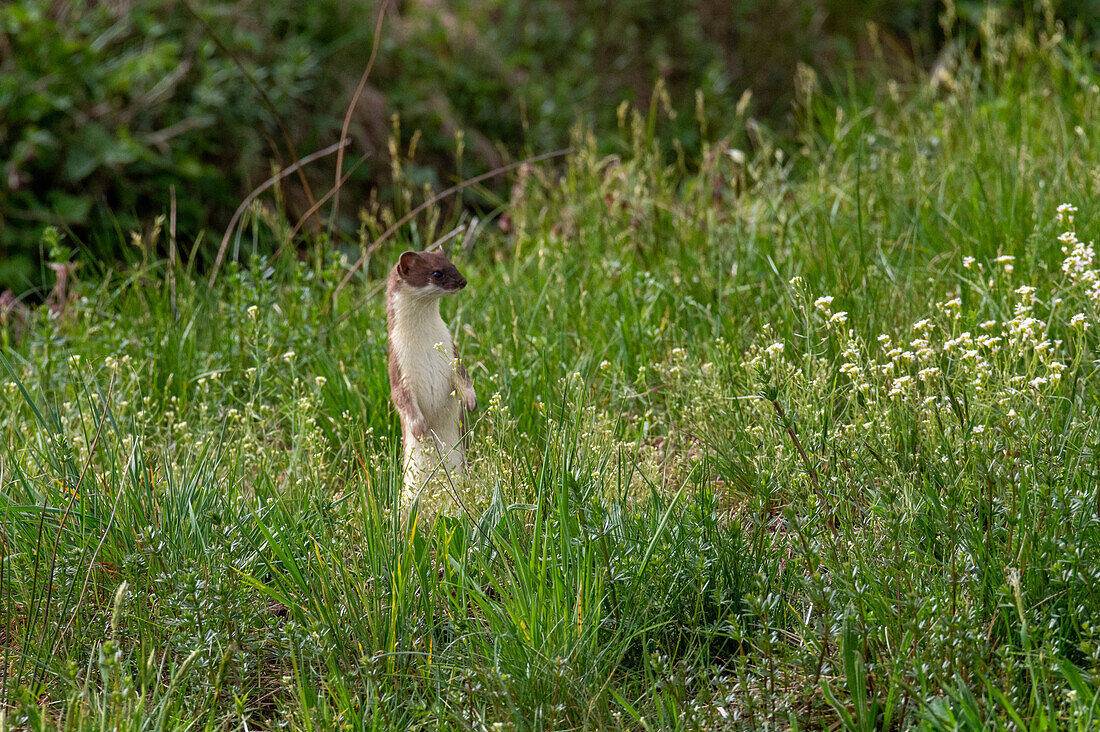  Stoat (Mustela erminea) in the Harmoos nature reserve, Southern Bavaria, Germany 