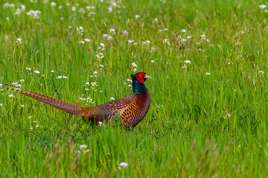  Pheasant (Phasianus cochicus), male, in the Harmoos nature reserve, southern Bavaria, Germany 