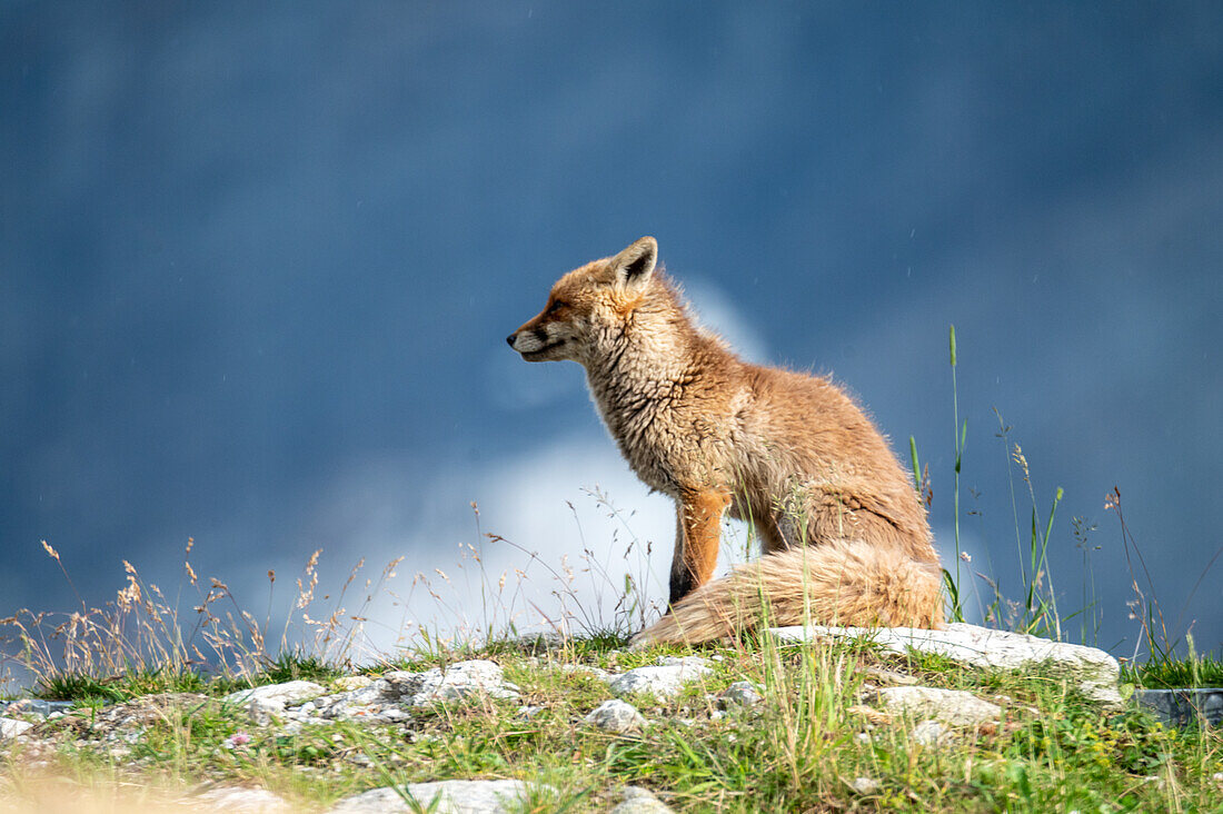  Red fox (Vulpes vulpes) in the evening light near Weisssee, Hohe Tauern National Park, Salzburg, Austria 