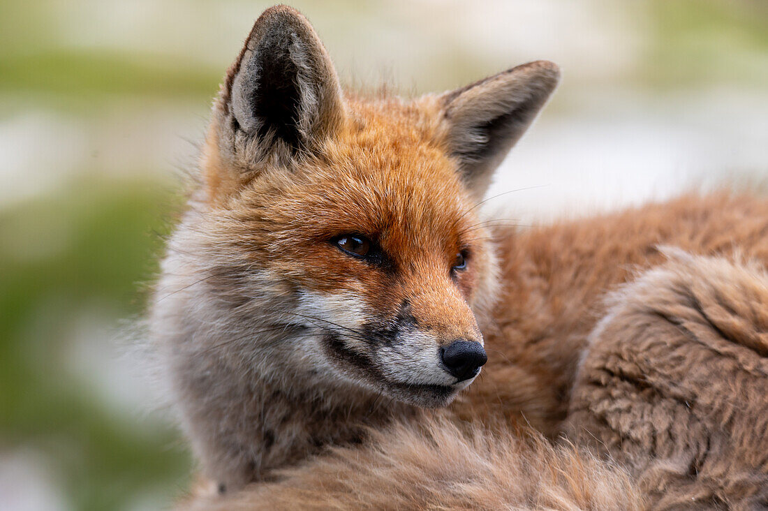 Rotfuchs (Vulpes vulpes) im Abendlicht beim Weisssee, Nationalpark Hohe Tauern, Salzburg, Österreich