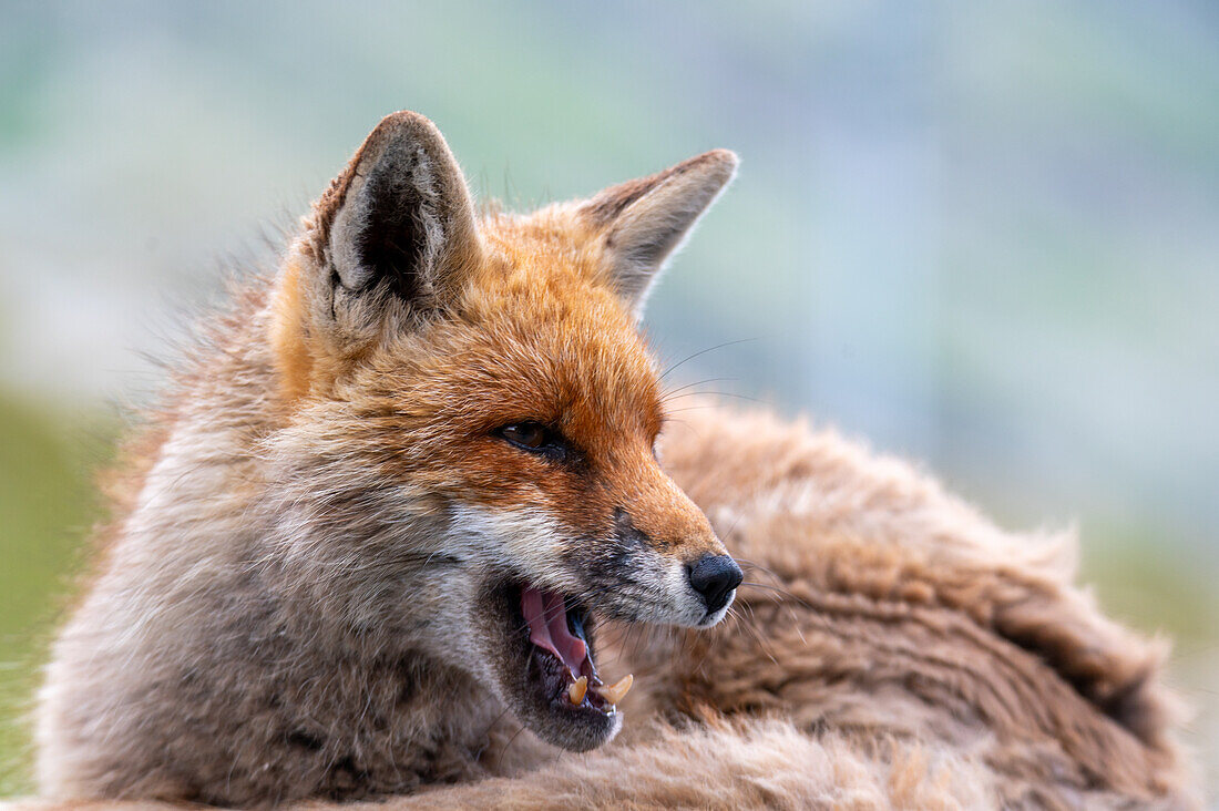  Red fox (Vulpes vulpes) in the evening light near Weisssee, Hohe Tauern National Park, Salzburg, Austria 