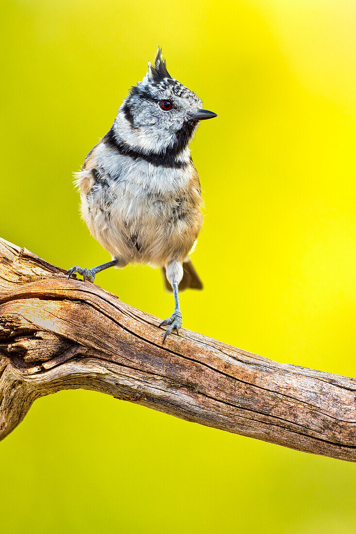  Haubenmeise, Parus cristatus, Spanischer Wald, Kastilien und Leon, Spanien, Europa 