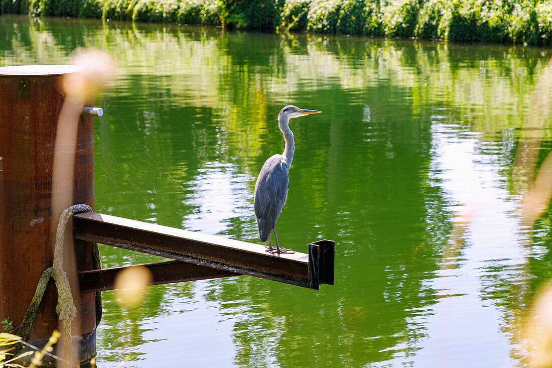  Grey heron (Ardea cinerea) at the Canal de la Marne au Rhin (Rhine-Marne Canal) in Strasbourg in the Bas-Rhin department in the Grand Est region of Alsace in France 