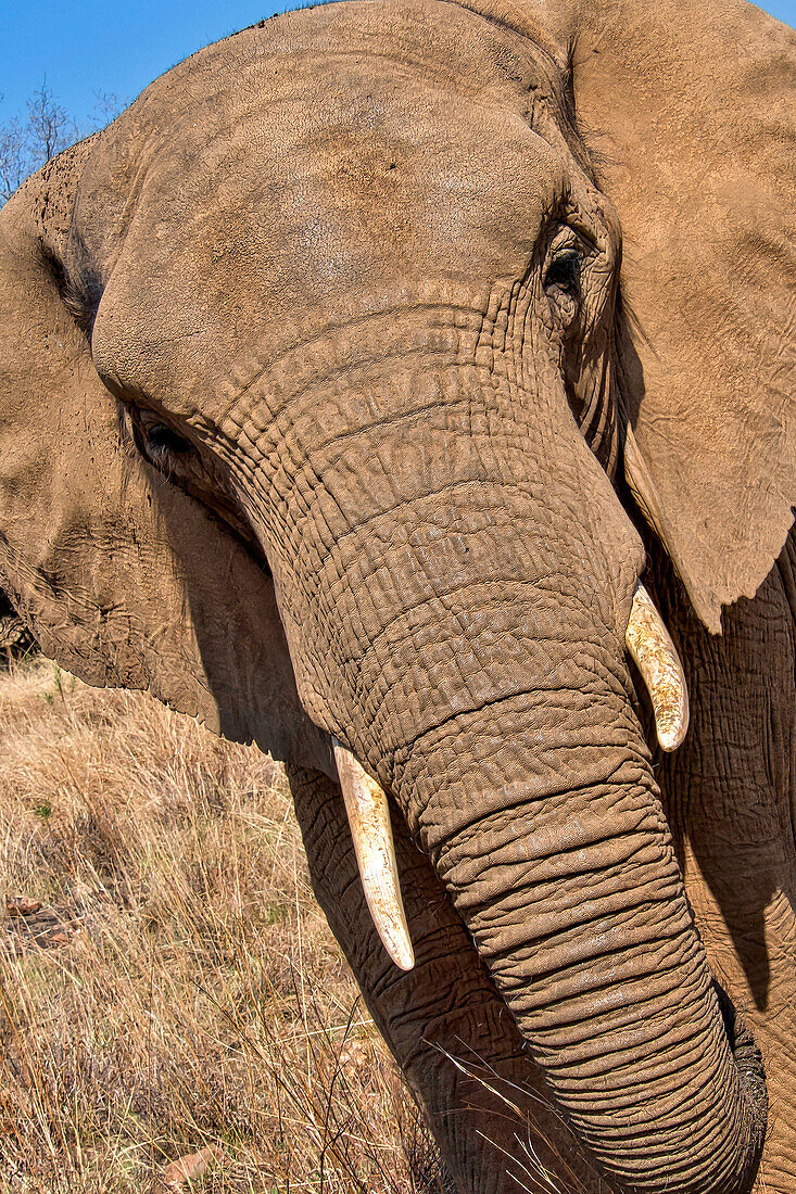  Elefant, Loxodonta Africana, Glen Afric, Südafrika, Afrika 