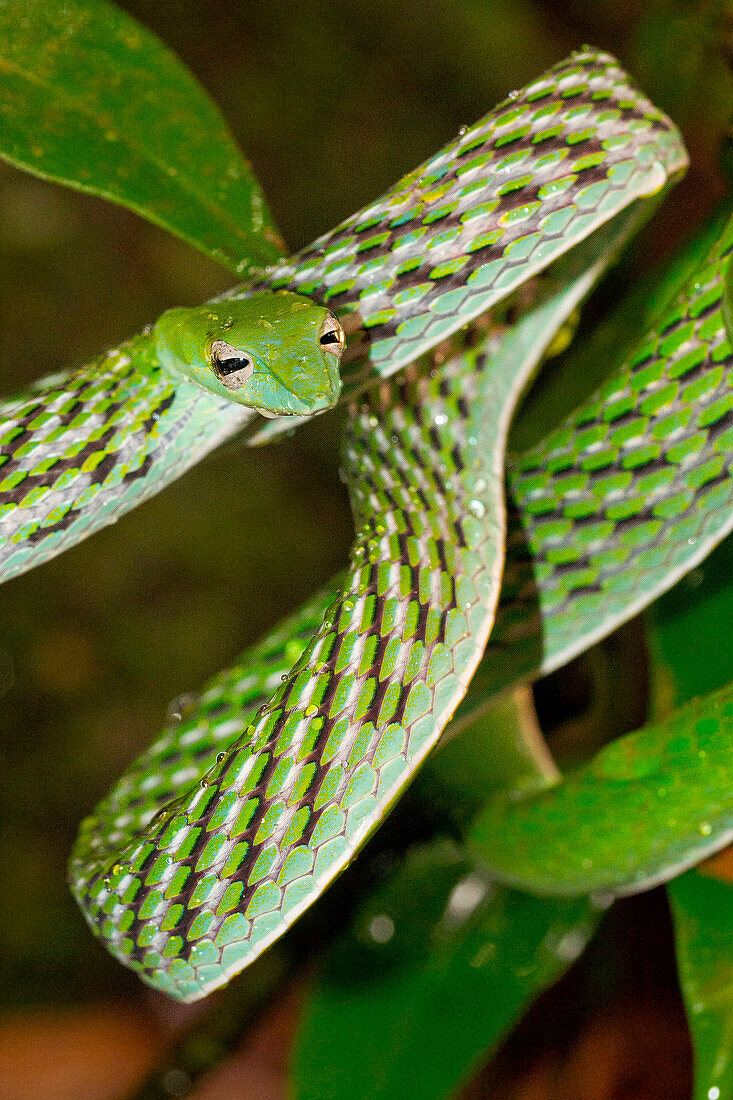  Grüne Weinschlange, Langnasen-Peitschenschlange, Ahaetulla nasuta, Regenwald des Sinharaja-Nationalparks, Weltkulturerbe, UNESCO, Biosphärenreservat, Sri Lanka, Asien 