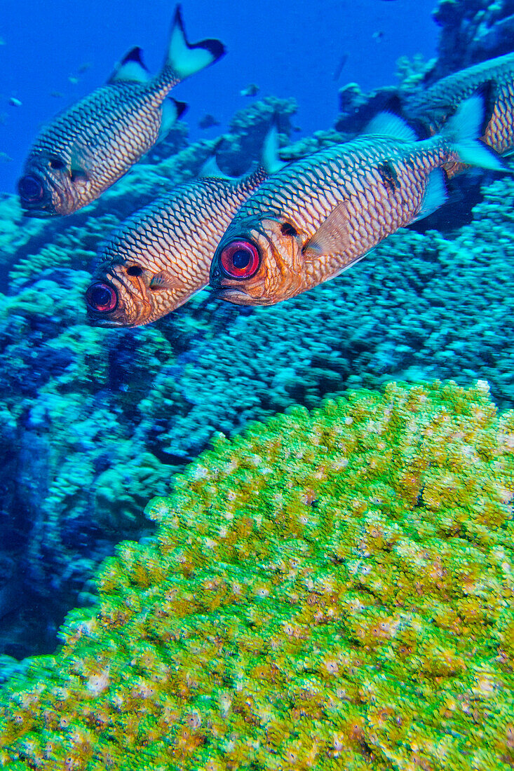 Bronze Soldierfish, Myripristis adusta, North Ari Atoll, Maldives, Indian Ocean, Asia