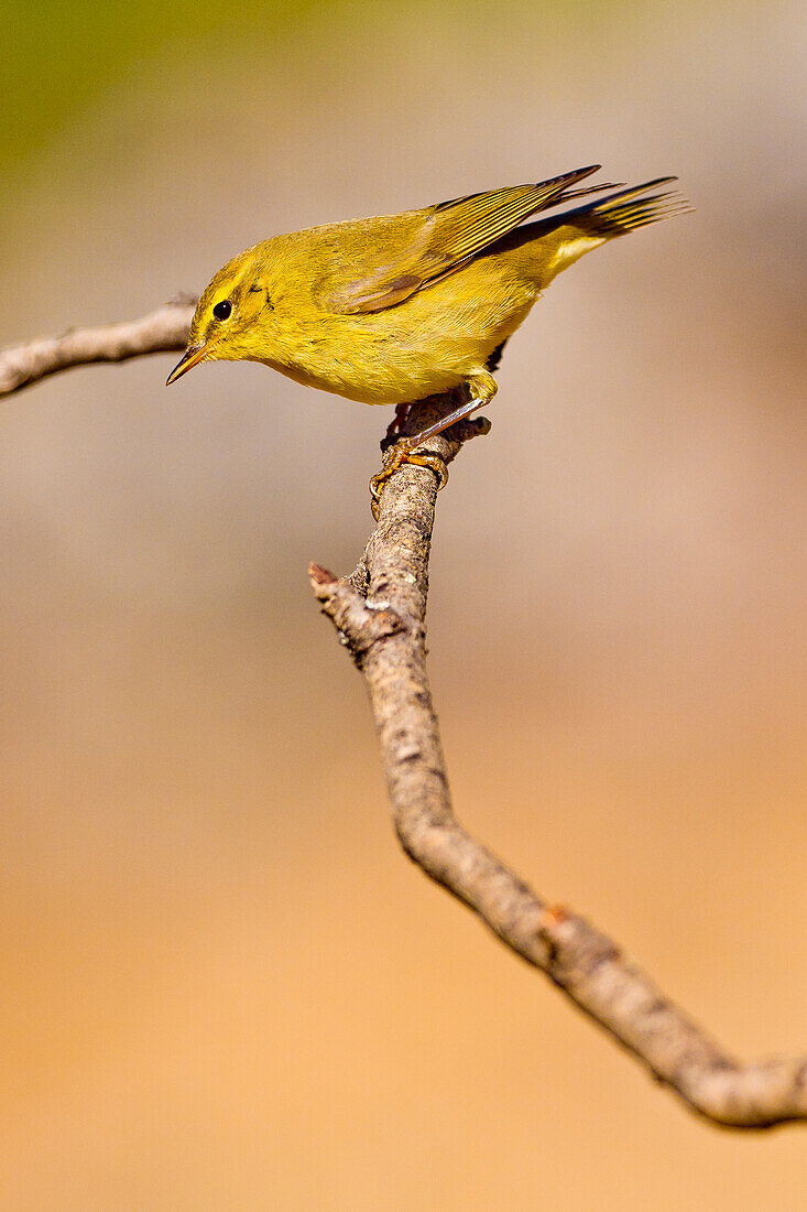  Fitis, Phylloscopus trochilus, Spanischer Wald, Kastilien und Leon, Spanien, Europa 