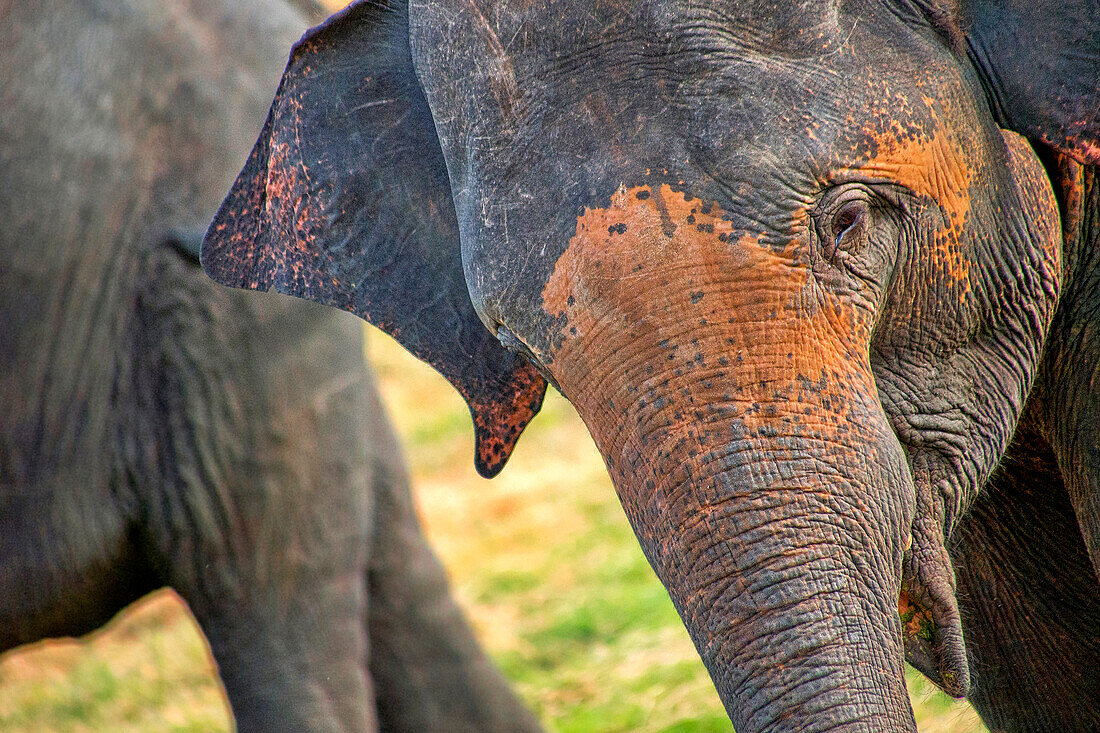  Sri-Lanka-Elefant, Elephas Maximus Maximus, Minneriya Nationalpark, Sri Lanka, Asien 