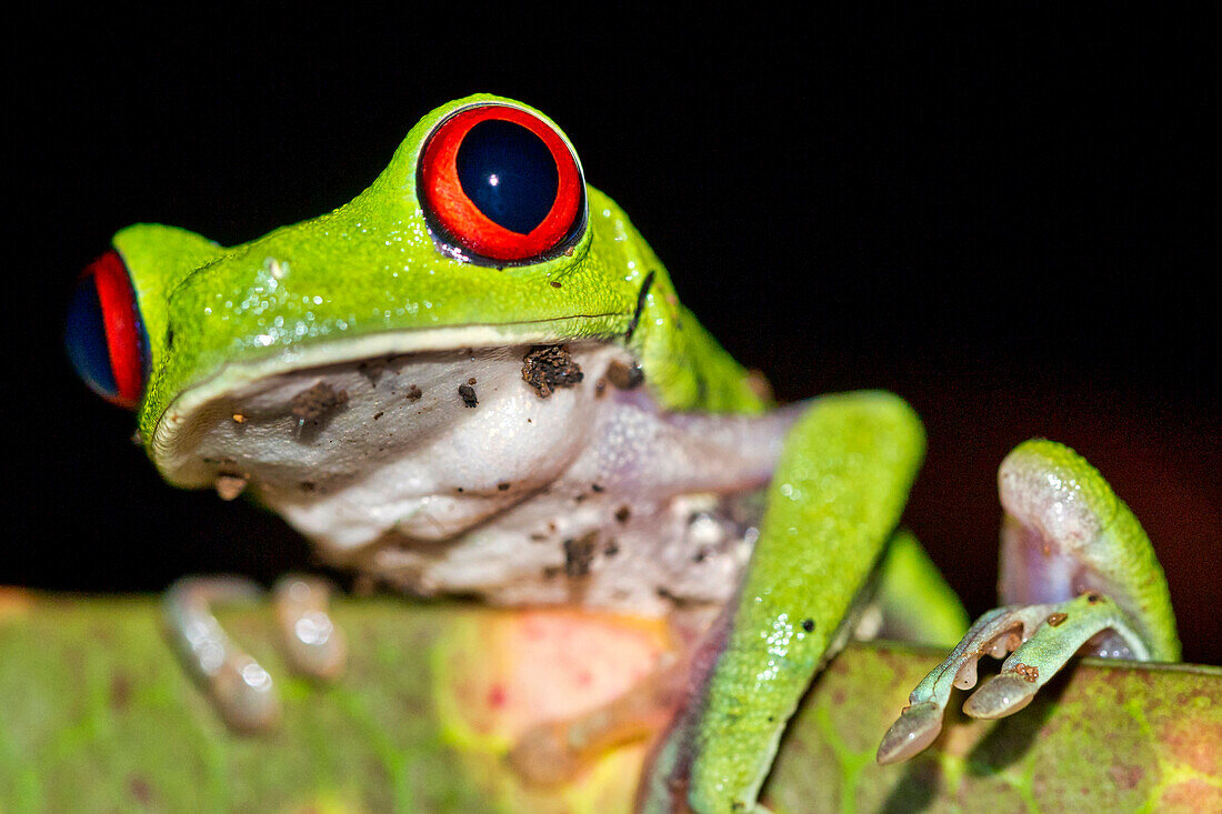  Rotaugenlaubfrosch, Agalychnis callidryas, tropischer Regenwald, Corcovado Nationalpark, Osa Conservation Area, Halbinsel Osa, Costa Rica, Mittelamerika, Amerika 