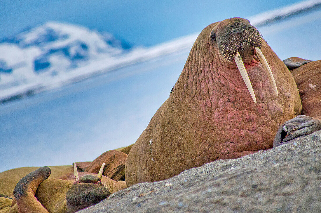  Ruhendes Walross, Odobenus Rosmarus, Arktis, Spitzbergen, Norwegen, Europa 