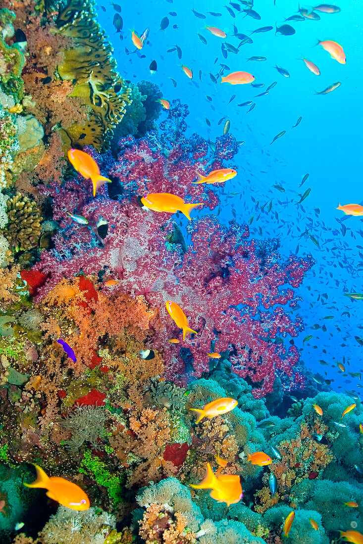  Korallenriff Unterwasserlandschaft, Rotes Meer, Ägypten 