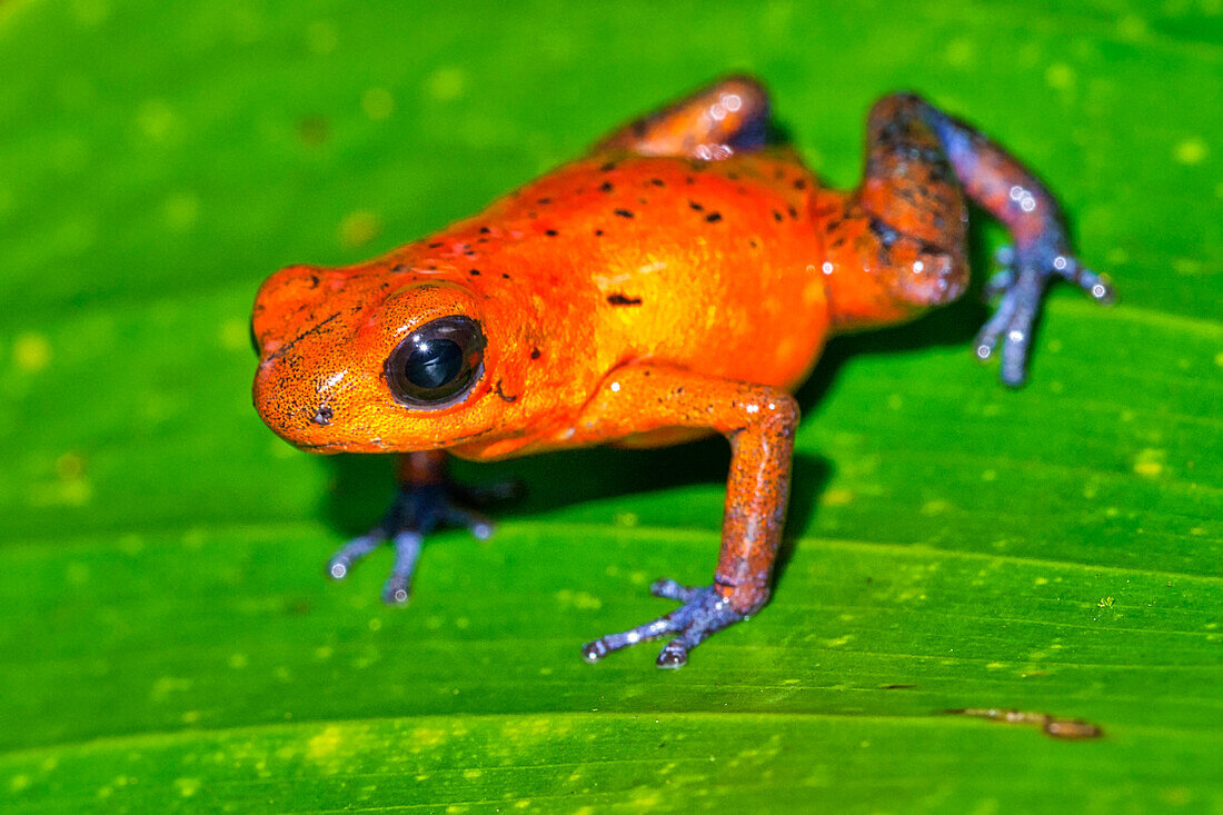  Pfeilgiftfrosch, Blue Jeans, Oophaga pumilio, Dendrobates pumilio, tropischer Regenwald, Costa Rica, Mittelamerika, Amerika 