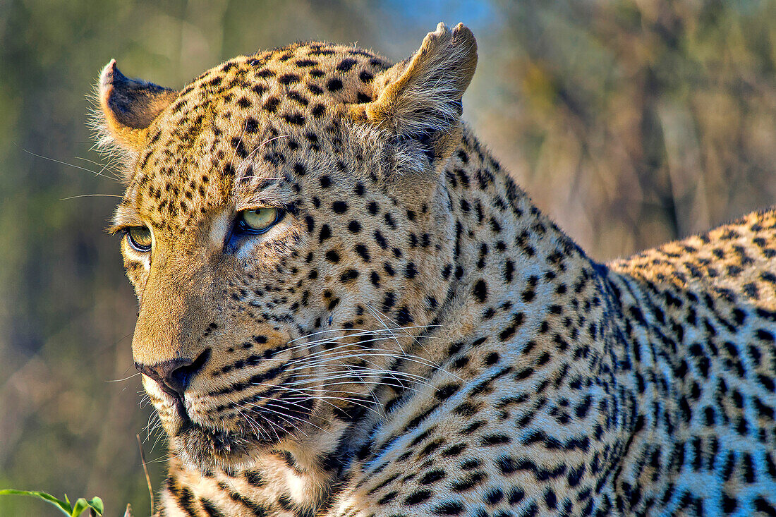  Leopard, Panthera Pardus, Krüger Nationalpark, Südafrika, Afrika 