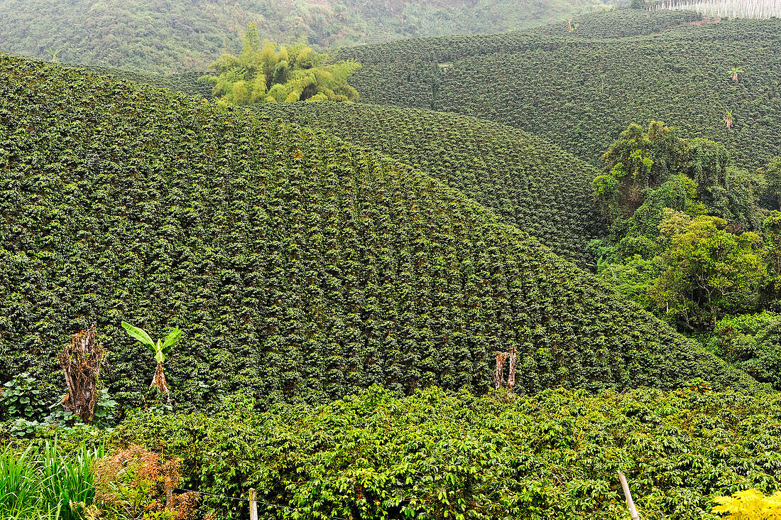 coffee plantation in the region of Armenia, department of Quindio, Cordillera Central of the Andes mountain range,  Colombia, South America