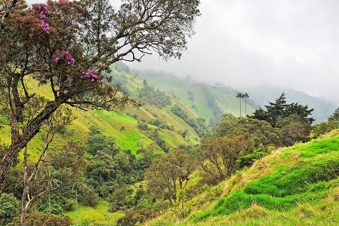 Cocora Valley, around Solento, department of Quindio, Colombia, South America