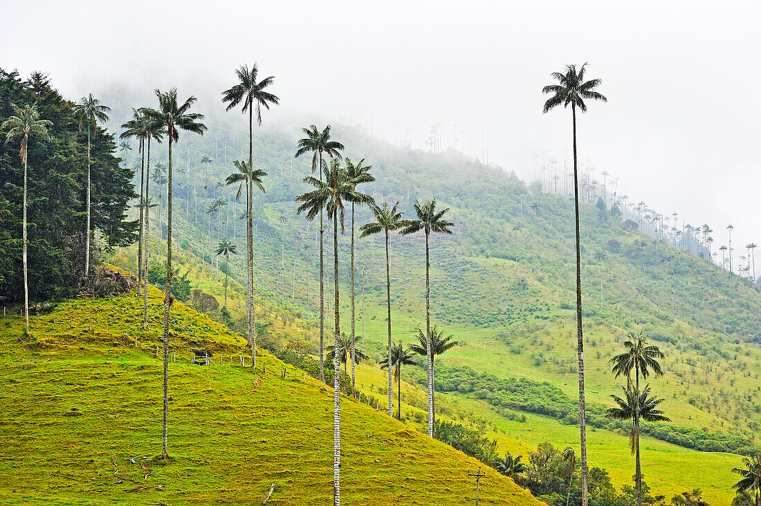 Berglandschaft im Nebel im Valle de Cocora, bei Solento, Hochtal in den Anden, Departement Quindío, Kolumbien, Südamerika