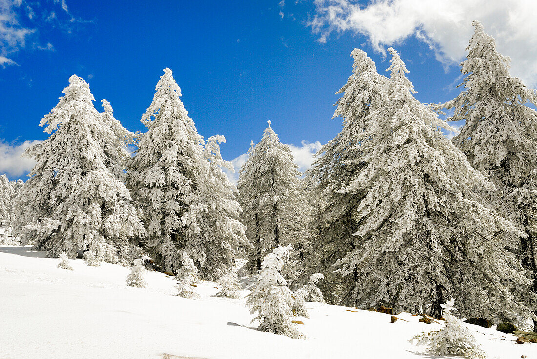 Troodos mountain in winter,Cyprus,Eastern Mediterranean Sea island,Eurasia