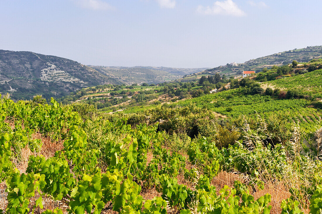 Weinberge rund um Omodos,  Bezirk Limassol, Troodos-Gebirge, Zypern, östliches Mittelmeer