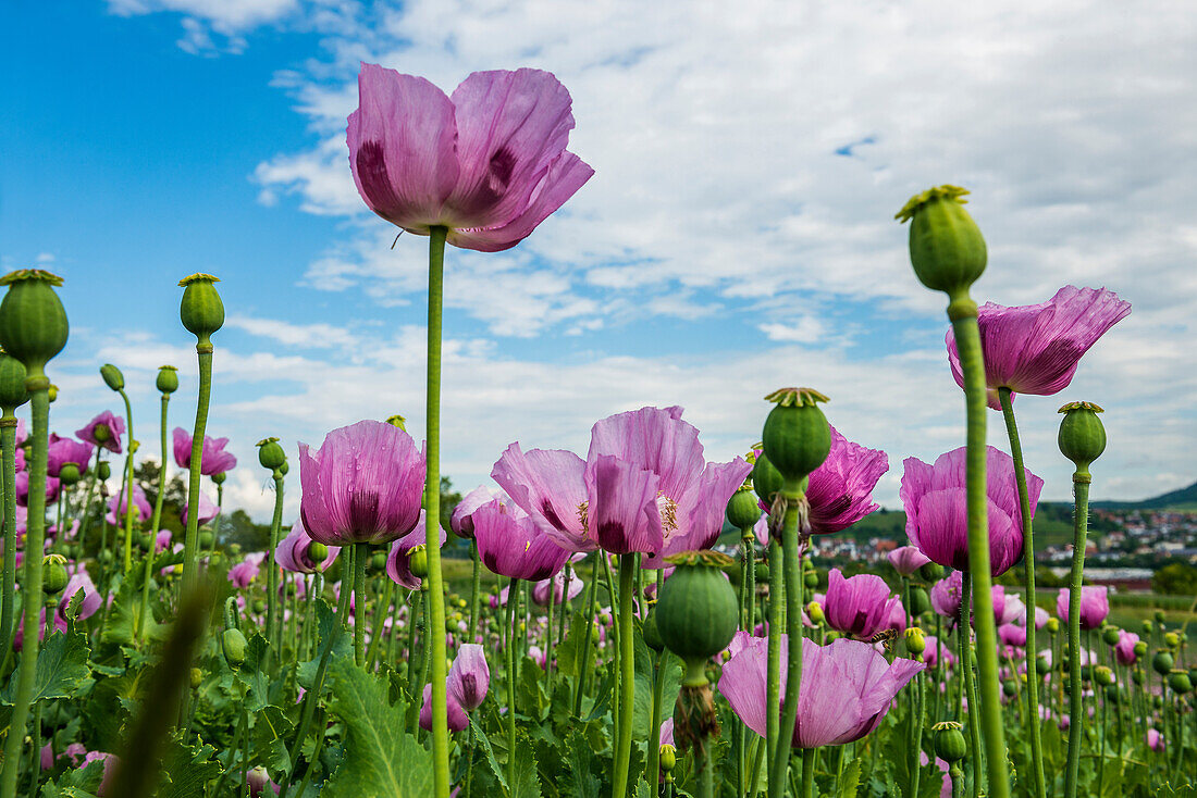  Opium poppy (Papaver somniferum), opium poppy field, Erlenbach, near Heilbronn, Baden-Württemberg, Germany 