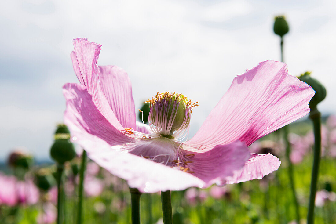  Opium poppy (Papaver somniferum), opium poppy field, Erlenbach, near Heilbronn, Baden-Württemberg, Germany 