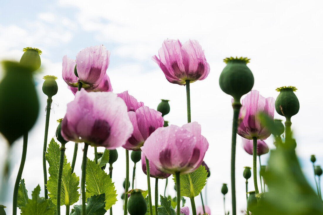 Schlafmohn (Papaver somniferum), Schlafmohnfeld, Erlenbach, bei Heilbronn, Baden-Württemberg, Deutschland