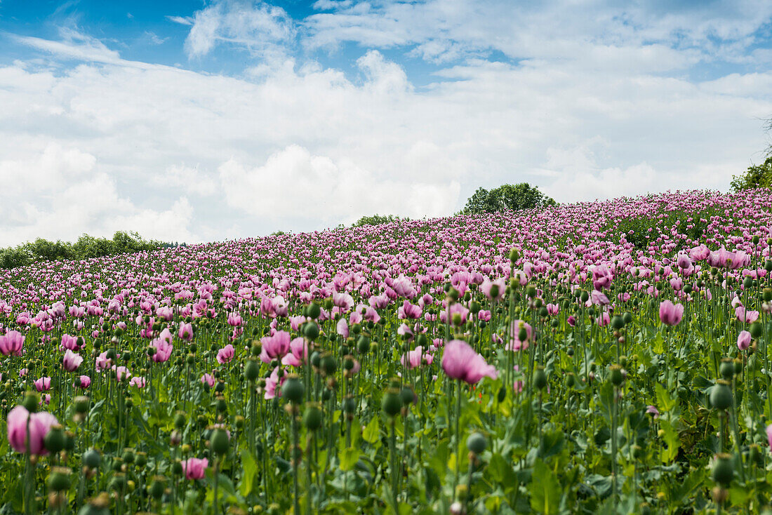  Opium poppy (Papaver somniferum), opium poppy field, Erlenbach, near Heilbronn, Baden-Württemberg, Germany 