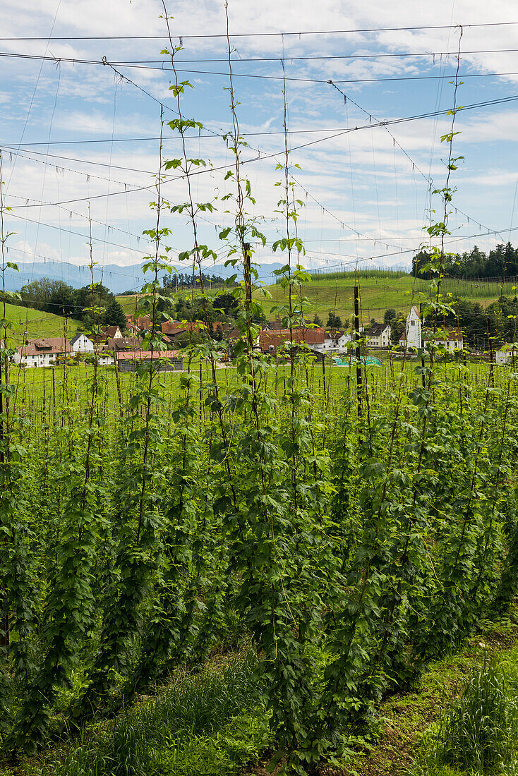 Hopfengarten, Hopfenanbau, Hopfenplantage, Neukirch, bei Tettnang, Oberschwaben, Bodensee, Baden-Württemberg, Deutschland