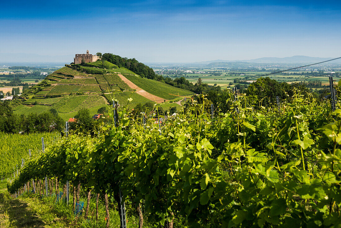  Castle ruins and vineyards, Staufen, Breisgau, Baden-Württemberg, Germany 