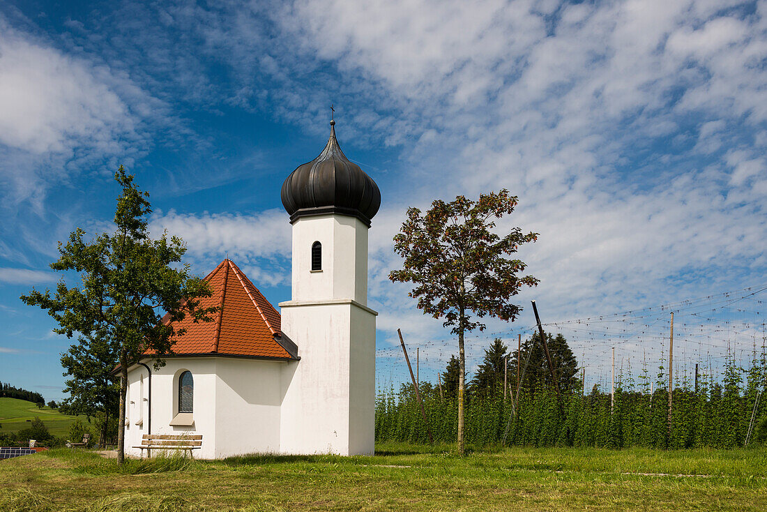  Chapel and hop gardens, hop cultivation, hop plantation, Chapel of St. George, St. George&#39;s Chapel, Dietmannsweiler, near Tettnang, Upper Swabia, Lake Constance, Baden-Württemberg, Germany 