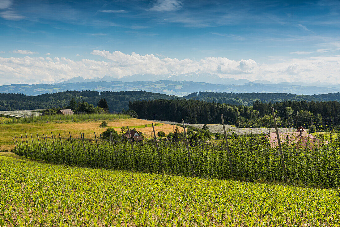 Hopfengärten, Hopfenanbau, Hopfenplantage, Kapelle St. Georg, Georgskapelle, Dietmannsweiler, bei Tettnang, Oberschwaben, Bodensee, Baden-Württemberg, Deutschland